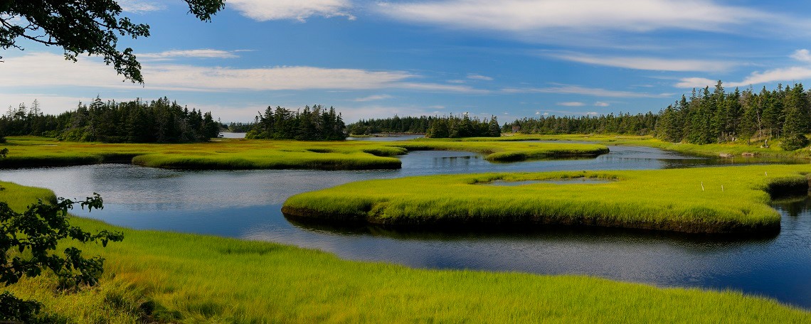 Un paysage de marais avec une végétation verdoyante.