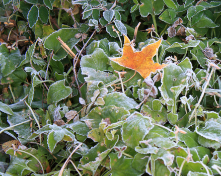Une parcelle de plantes vertes couvertes de givre sur le sol, avec une feuille orange tombée au sol.