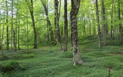 Reforesting Prince Edward Island