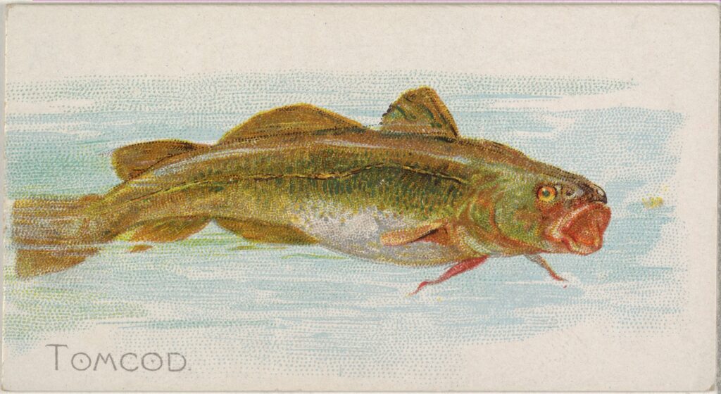 Peinture à l'aquarelle d'un poisson jaune verdâtre dont la bouche rouge est ouverte.