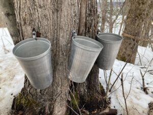 Érables avec les seaux et les entailles pour recueillir la sève en vue de la production du sirop d’érable. 