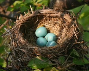 Image de quatre œufs de merle bleu dans un nid brun entouré de feuilles vertes.