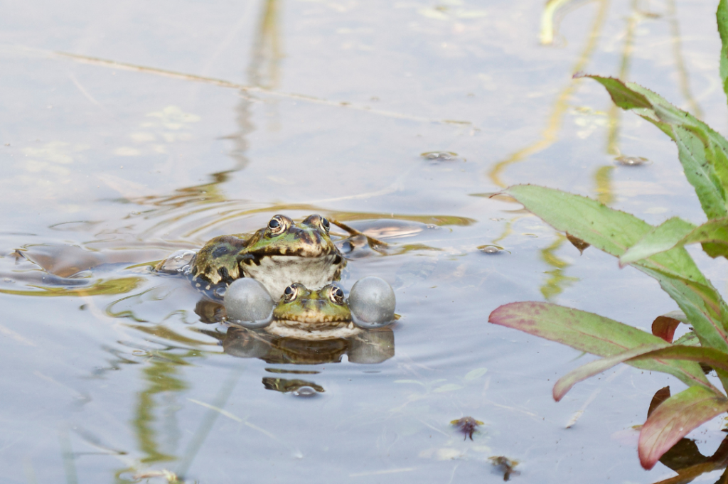 Deux grenouilles vertes à la surface d'un plan d'eau. La grenouille de devant gonfle ses joues.