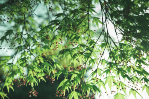 Les feuilles des arbres bourgeonnent