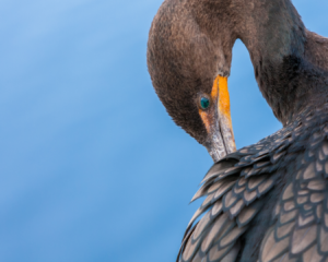 Un cormoran à aigrettes se pare de ses plumes.