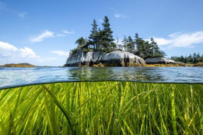 Histoires d’adaptation aux changements climatiques : la zostère marine et la résilience côtière